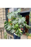 Monstera Dev Form Deve Tabanı 100 Cm