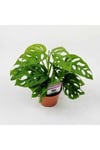 Monstera Monkey