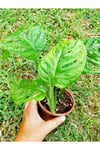 Monstera Monkey (adonson's Monstera)