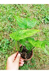 Monstera Monkey (adonson's Monstera)