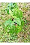 Monstera Monkey (adonson's Monstera)