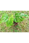 Monstera Monkey (adonson's Monstera)