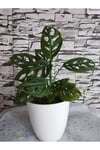 Monstera monkey deve tabanı