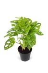 Monstera Monkey Leaf