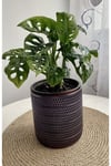MONSTERA MONKEY LEAF &DELİKLİ DEVE TABANI-OFİS-SALON BİTKİSİ