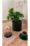 MONSTERA MONKEY LEAF &DELİKLİ DEVE TABANI-OFİS-SALON BİTKİSİ