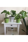 Monstera Monkey Mask Adansonii - Sarmaşık Deve Tabanı