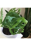 Monstera Monkey Mask Adansonii - Sarmaşık Deve Tabanı