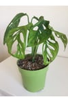 Monstera Monkey Mask Adansonii - Sarmaşık Deve Tabanı