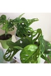 Monstera Monkey Mask Adansonii - Sarmaşık Deve Tabanı