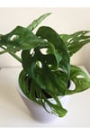 Monstera Monkey Mask Adansonii - Sarmaşık Deve Tabanı