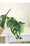 Monstera Monkey Mask Adansonii - Sarmaşık Deve Tabanı
