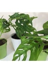 Monstera Monkey Mask Adansonii - Sarmaşık Deve Tabanı