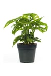 Monstera 'monkey Mask' Deve Tabanı