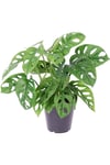 Monstera 'monkey Mask' Deve Tabanı