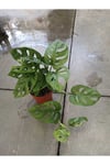 Monstera Monkey Mask Salon Bitkisi | Canlı ve Delikli Yapraklı İsviçre Peyniri Çiçeği