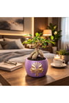 Mor Dekoratif Saksıda Ficus Ginseng Bonsai – Mini Masaüstü Ofis ve Ev Bitkisi