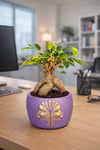 Mor Dekoratif Saksıda Ficus Ginseng Bonsai – Mini Masaüstü Ofis ve Ev Bitkisi