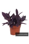 Mor Telgraf Çiçeği Tradescantia Purple Passion