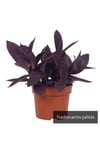 Mor Telgraf Çiçeği Tradescantia Purple Passion