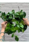 Mum Çiçeği Hoya Carnosa 8.5 Saksıda
