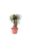 Nolina - Beaucarnea Recurvata - 80 Cm Boyunda