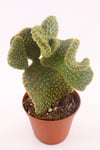 Opuntia Microdasys Cristata - 8.5 Cm Saksıda