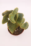 Opuntia Microdasys Cristata - 8.5 Cm Saksıda