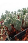Opuntia Microdasys Sarı Çiçek Açan Tavşan Kulağı Sukulent Kaktüs