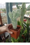 Opuntia Microdasys Sarı Çiçek Açan Tavşan Kulağı Sukulent Kaktüs