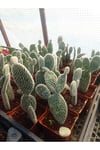 Opuntia Microdasys Sarı Çiçek Açan Tavşan Kulağı Sukulent Kaktüs