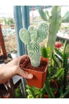 Opuntia Microdasys Sarı Çiçek Açan Tavşan Kulağı Sukulent Kaktüs
