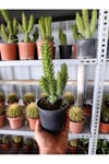 Opuntia Subulata Kaktüs Büyük Boy 10,5cm Saksıda