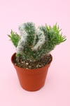 Opuntia Vestita Cristata