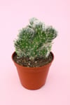 Opuntia Vestita Cristata
