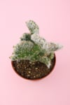 Opuntia Vestita Cristata