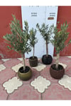 Özel Alçı Saksıda Bonzai Zeytin Fidanı