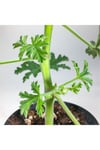 Pelargonium Graveolens - Itır Bitkisi Mis Kokulu (8.5 Cm Saksıda)