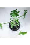 Pelargonium Graveolens - Itır Bitkisi Mis Kokulu (8.5 Cm Saksıda)