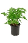 Pelargonium Odoratissimum Itır Bitkisi 10-20 cm
