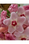 Pembe-Beyaz Yıldız Çiçekli Hoya Carnosa Mum Çiçeği Fidanı