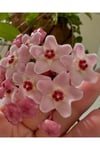 Pembe-Beyaz Yıldız Çiçekli Hoya Carnosa Mum Çiçeği Fidanı