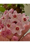 Pembe-Beyaz Yıldız Çiçekli Hoya Carnosa Mum Çiçeği Fidanı