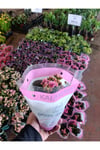 Pembe Kalanchoe Kalandiva Canlı Çiçek - Hediyelik, Dayanıklı Ev Bitkisi
