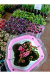 Pembe Kalanchoe Kalandiva Canlı Çiçek - Hediyelik, Dayanıklı Ev Bitkisi