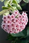 Pembe-Kırmızı Yıldız Çiçekli Hoya Carnosa Mum Çiçeği Fidanı