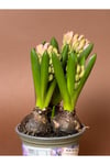 Pembe Sümbül (Hyacinthus Orientalis) – 15 cm – Kokulu Çiçekli Form