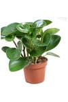 Peperomia Obtipan