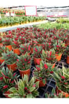Peperomia Rosso Canlı Salon Bitkisi – Kırmızı Yapraklı Dekoratif Saksı Çiçeği Umut bitkisi