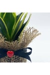 Petit Gift Mini Sansevieria (paşa Kılıcı Bitkisi) Çiçek Tasarımı